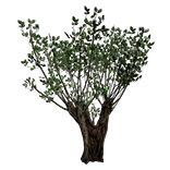 File:Verdant Tree inventory icon.png