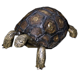 File:Tortoise Pet inventory icon.png