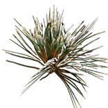 File:Desert Grass inventory icon.png