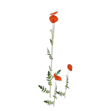 File:Poppy Plant inventory icon.png