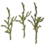 File:Coral Grass inventory icon.png