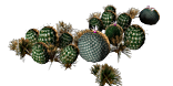 File:Desert Plants inventory icon.png
