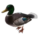 File:Mallard Duck Pet inventory icon.png