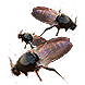 File:Flies inventory icon.png
