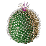File:Desert Cactus inventory icon.png