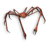 File:Craicic Spider Crab.png
