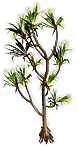 File:Sarn Tree inventory icon.png