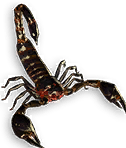 Fenumal Scorpion