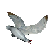 File:Dead Seagull inventory icon.png
