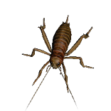 File:Weta Pet inventory icon.png