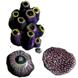 File:Beach Coral inventory icon.png