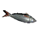 File:Dead Fish inventory icon.png