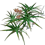 File:Aloe Plant inventory icon.png