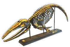 File:Giant Whale Skeleton inventory icon.png