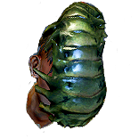 File:Face Parasite inventory icon.png