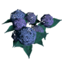 Thumbnail for File:Arena Flowers inventory icon.png